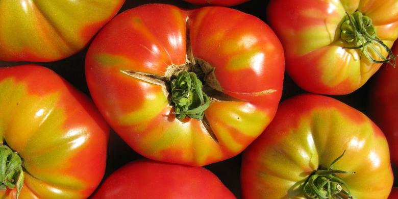 1280px-endofsummertomatoesjpg