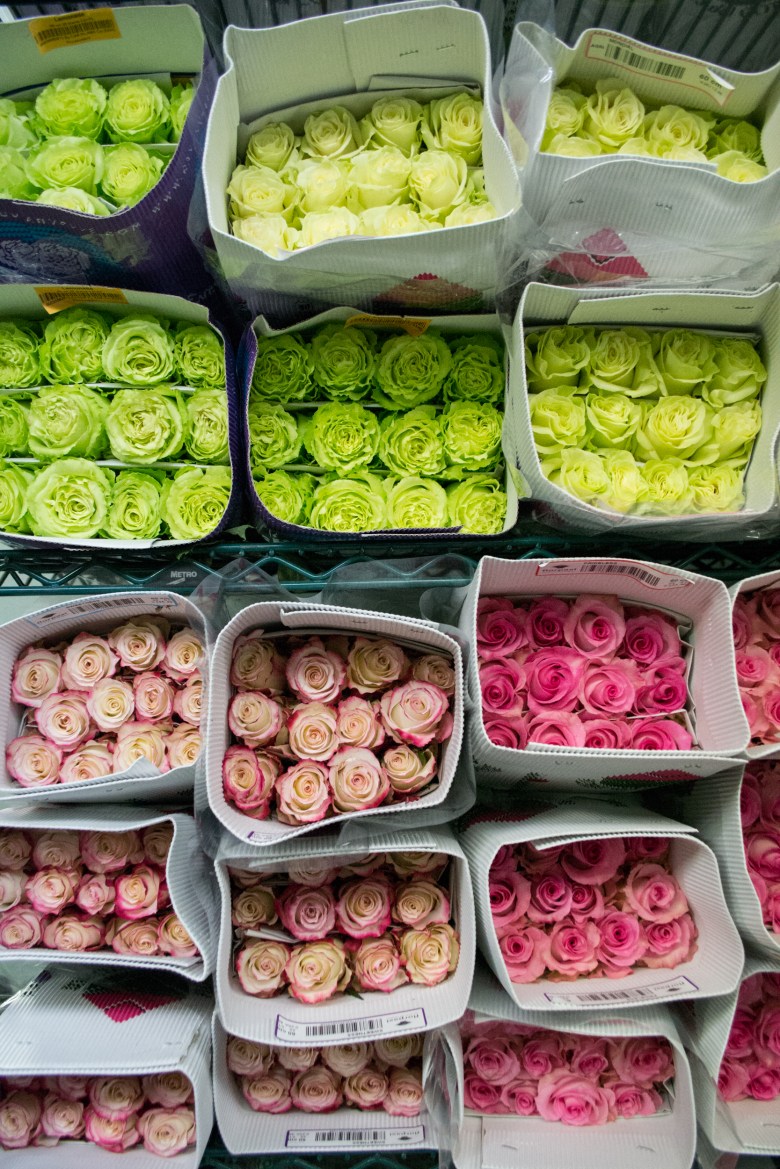 Roses at Empire Cut Flower.