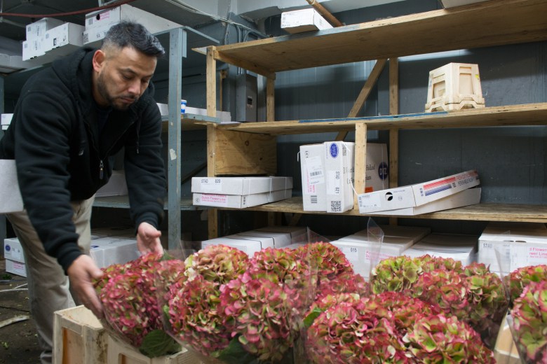 Unpacking hydrangeas